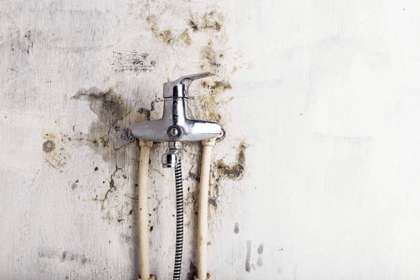 Best Mold Remediation for Specific Building Types in Fairview, NC