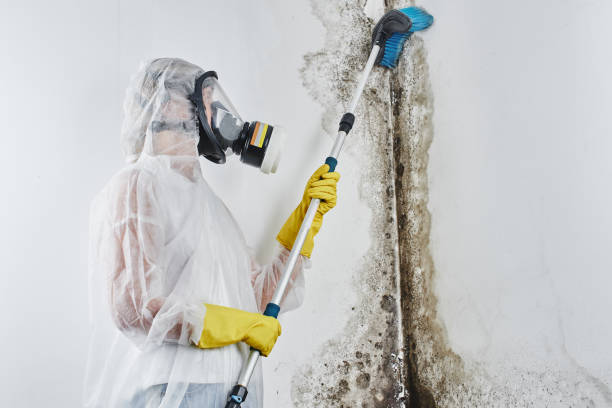 Best Residential Mold Remediation in Fairview, NC