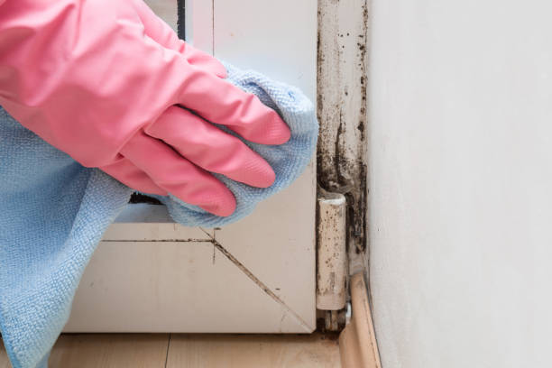Best Localized Mold Remediation (e.g., coastal areas, humid climates) in Fairview, NC